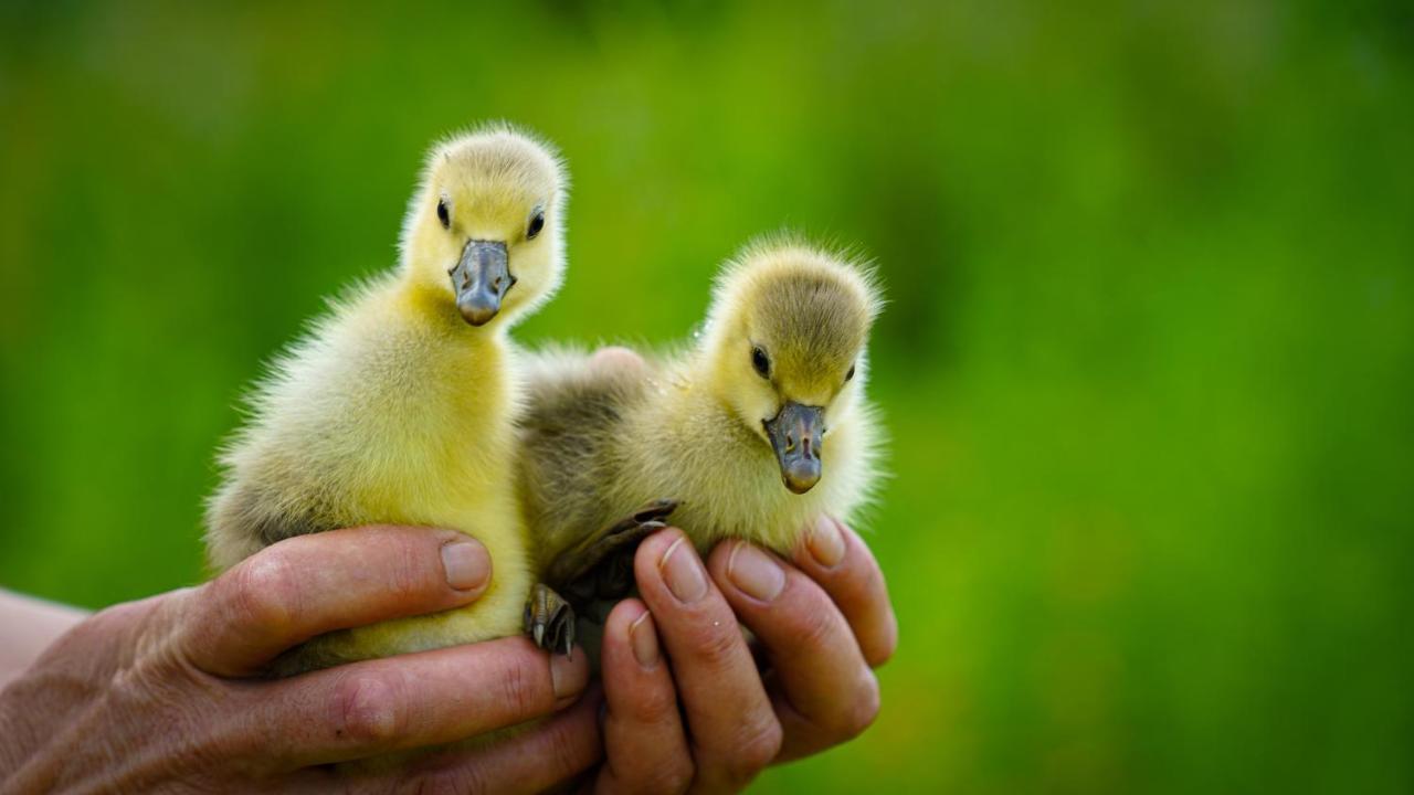 Arca Dos Animais - Farming & Spa คาสเตโลแบรนโค ภายนอก รูปภาพ