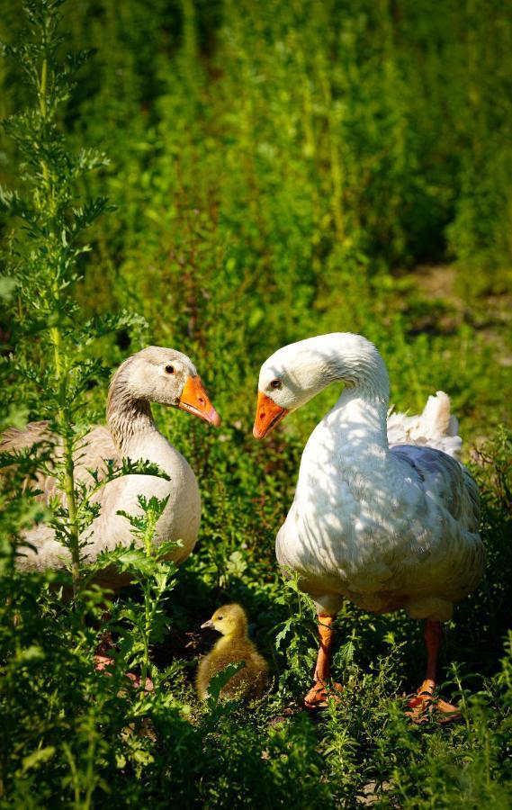 Arca Dos Animais - Farming & Spa คาสเตโลแบรนโค ภายนอก รูปภาพ