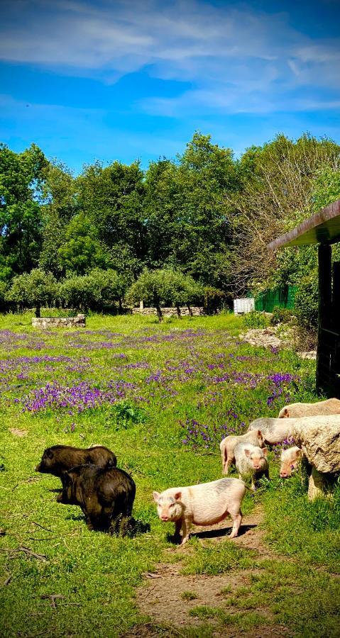 Arca Dos Animais - Farming & Spa คาสเตโลแบรนโค ภายนอก รูปภาพ
