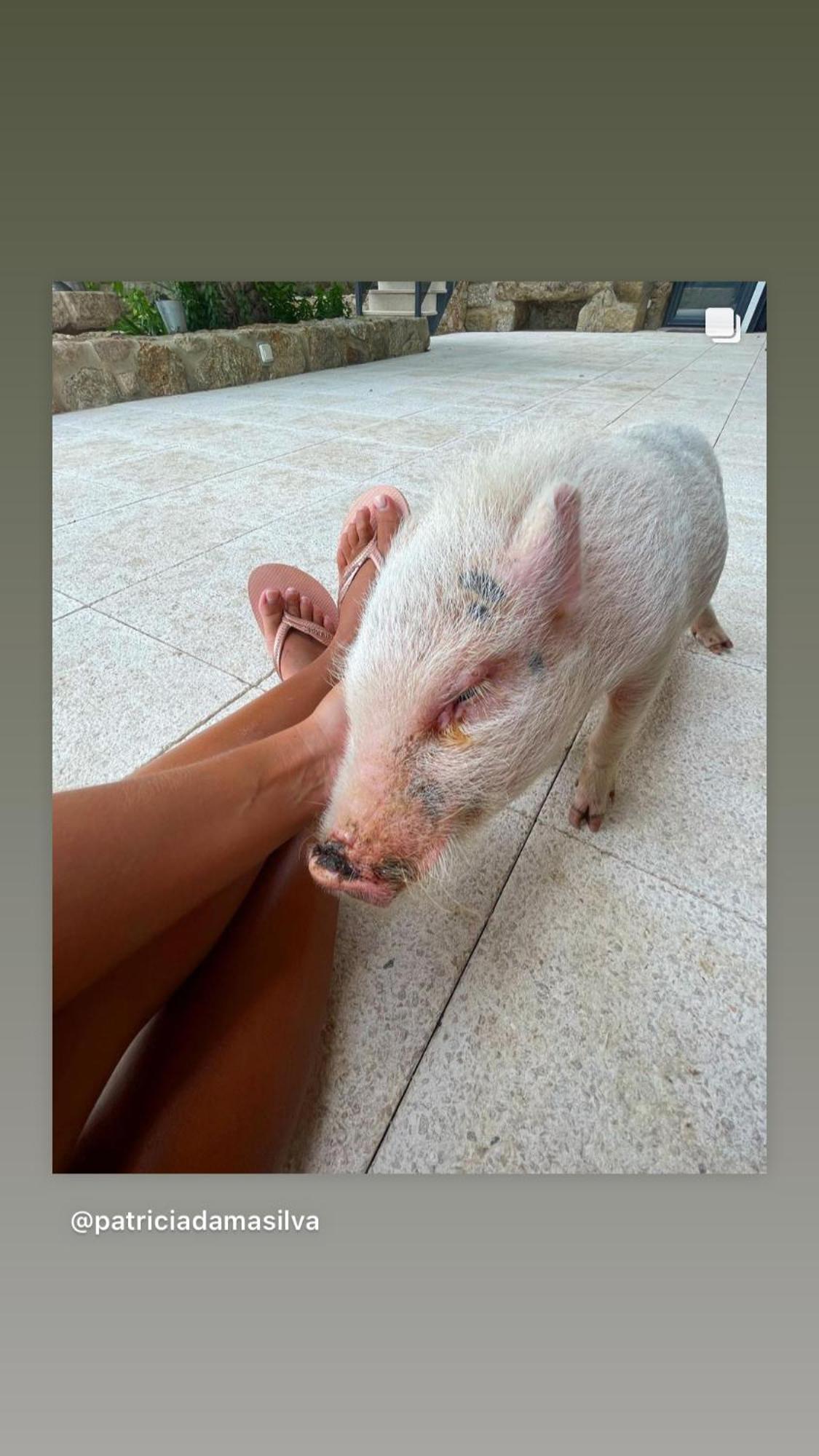 Arca Dos Animais - Farming & Spa คาสเตโลแบรนโค ภายนอก รูปภาพ